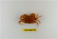 藏品(蔡氏澤蟹)的圖片